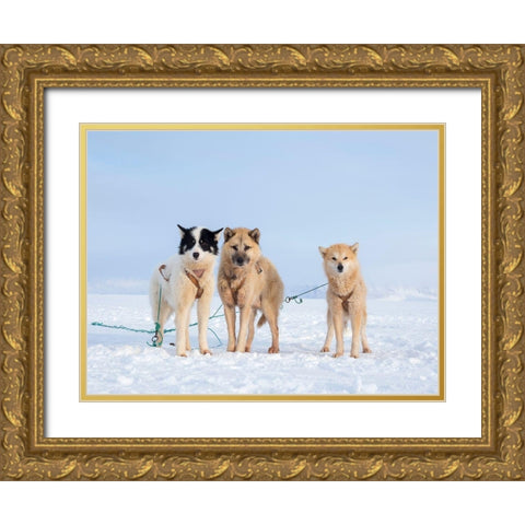 Sled dog during winter in Uummannaq in Greenland  Gold Ornate Wood Framed Art Print with Double Matting by Zwick, Martin