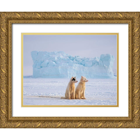 Sled dog during winter in Uummannaq in Greenland  Gold Ornate Wood Framed Art Print with Double Matting by Zwick, Martin