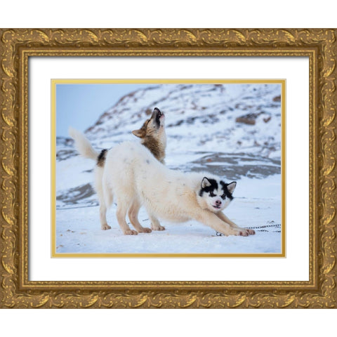 Sled dog during winter in Uummannaq in Greenland  Gold Ornate Wood Framed Art Print with Double Matting by Zwick, Martin