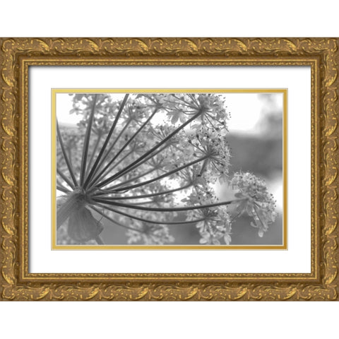 Alaska, Glacier Bay Cow parsnip in Bartlett Cove Gold Ornate Wood Framed Art Print with Double Matting by Paulson, Don