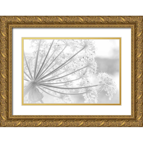 Alaska, Glacier Bay Cow parsnip in Bartlett Cove Gold Ornate Wood Framed Art Print with Double Matting by Paulson, Don