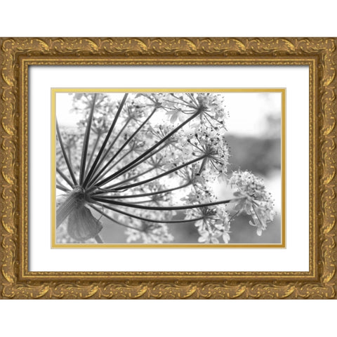 Alaska, Glacier Bay Cow parsnip in Bartlett Cove Gold Ornate Wood Framed Art Print with Double Matting by Paulson, Don
