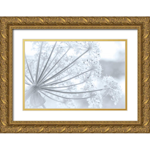 Alaska, Glacier Bay Cow parsnip in Bartlett Cove Gold Ornate Wood Framed Art Print with Double Matting by Paulson, Don