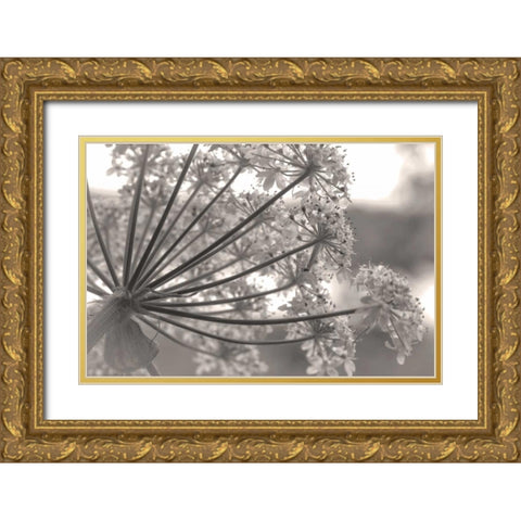 Alaska, Glacier Bay Cow parsnip in Bartlett Cove Gold Ornate Wood Framed Art Print with Double Matting by Paulson, Don