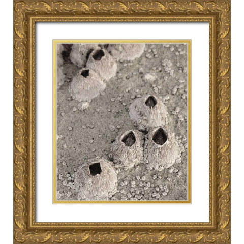 CA, San Diego, Barnacles in tide pools Gold Ornate Wood Framed Art Print with Double Matting by Talbot Frank, Christopher