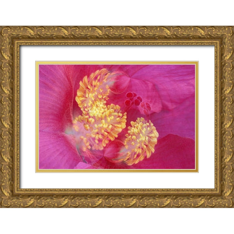Hibiscus Flower Gold Ornate Wood Framed Art Print with Double Matting by Jones, Adam