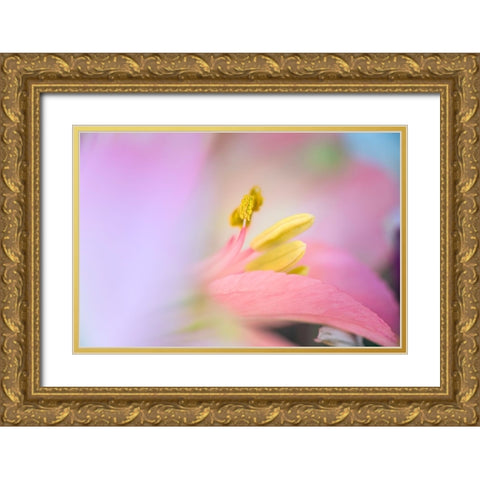 Pink lily flower Gold Ornate Wood Framed Art Print with Double Matting by Jones, Adam