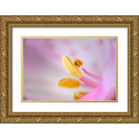 Pink lily flower Gold Ornate Wood Framed Art Print with Double Matting by Jones, Adam