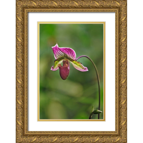 Lady slipper Orchid Gold Ornate Wood Framed Art Print with Double Matting by Jones, Adam
