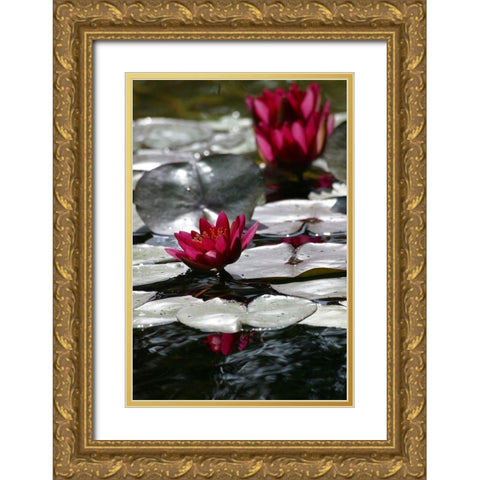 Waterlily Gold Ornate Wood Framed Art Print with Double Matting by Miller, Anna