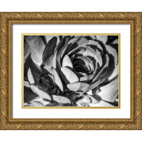 Closeup of a Succulent Gold Ornate Wood Framed Art Print with Double Matting by Miller, Anna
