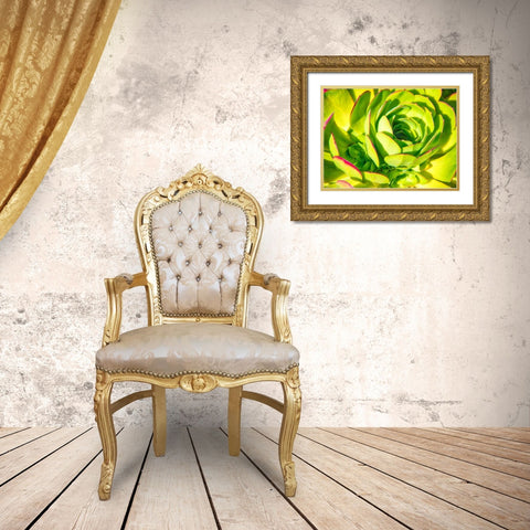 Closeup of a Succulent Gold Ornate Wood Framed Art Print with Double Matting by Miller, Anna