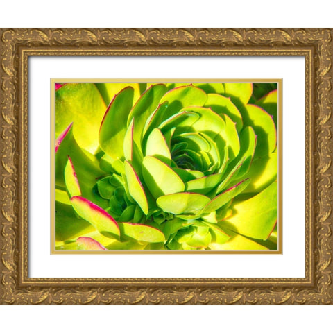 Closeup of a Succulent Gold Ornate Wood Framed Art Print with Double Matting by Miller, Anna