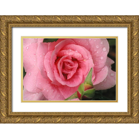Pink Rose with Dew Drops Gold Ornate Wood Framed Art Print with Double Matting by Miller, Anna