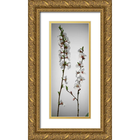 Cherry Blossom Gold Ornate Wood Framed Art Print with Double Matting by Miller, Anna