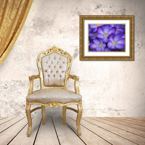 Purple Crocus Flowers Gold Ornate Wood Framed Art Print with Double Matting by Miller, Anna