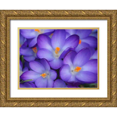 Purple Crocus Flowers Gold Ornate Wood Framed Art Print with Double Matting by Miller, Anna