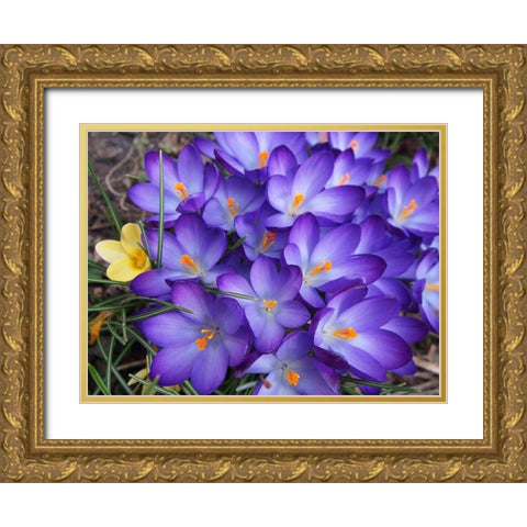 Purple Crocus Flowers Gold Ornate Wood Framed Art Print with Double Matting by Miller, Anna