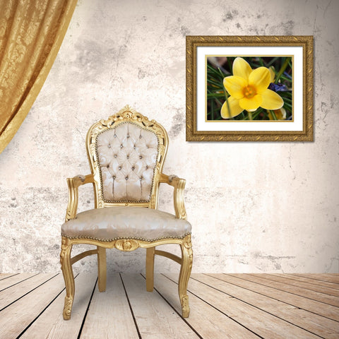 Yellow Crocus Flower Gold Ornate Wood Framed Art Print with Double Matting by Miller, Anna