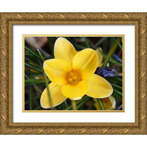Yellow Crocus Flower Gold Ornate Wood Framed Art Print with Double Matting by Miller, Anna