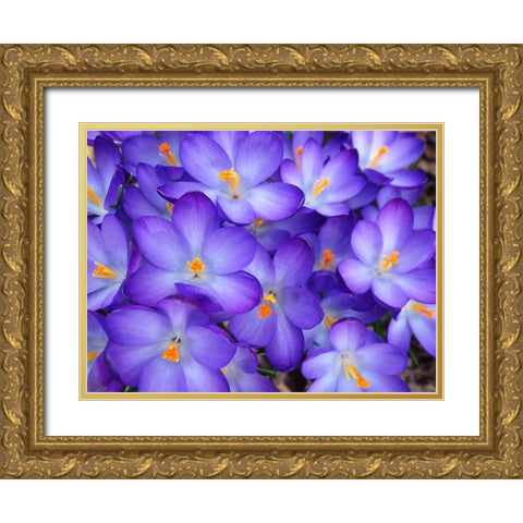 Purple Crocus Flowers Gold Ornate Wood Framed Art Print with Double Matting by Miller, Anna