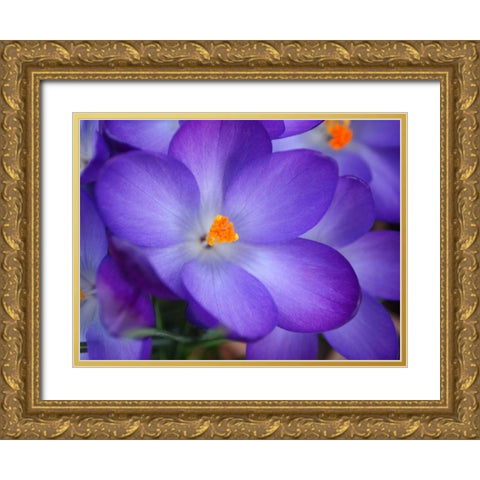 Purple Crocus Flowers Gold Ornate Wood Framed Art Print with Double Matting by Miller, Anna