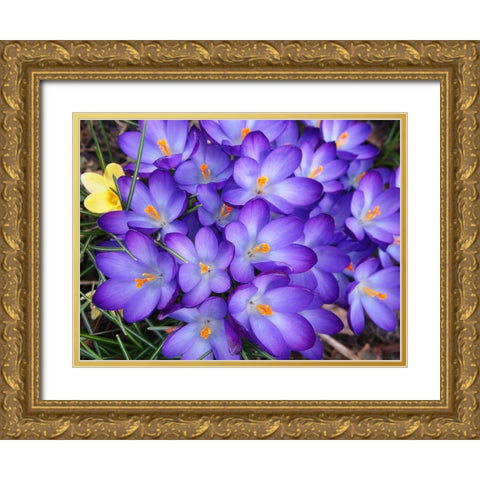 Purple Crocus Flowers Gold Ornate Wood Framed Art Print with Double Matting by Miller, Anna