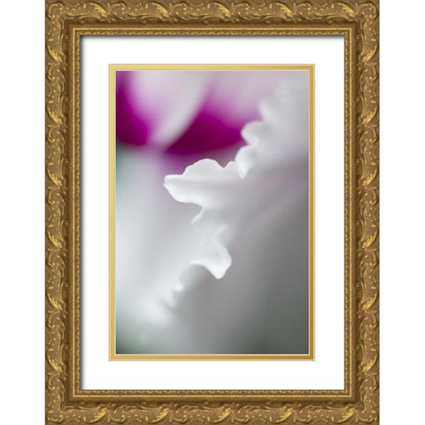 Cyclamen flower close-up Gold Ornate Wood Framed Art Print with Double Matting by Rotenberg, Nancy