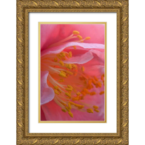 Camellia flower close-up Gold Ornate Wood Framed Art Print with Double Matting by Rotenberg, Nancy