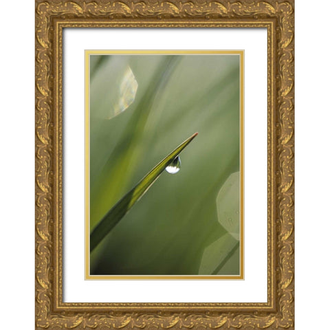 Blade of Grass with Dewdrop Gold Ornate Wood Framed Art Print with Double Matting by Rotenberg, Nancy