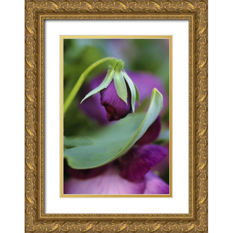 Close-up of bud opening in spring Gold Ornate Wood Framed Art Print with Double Matting by Rotenberg, Nancy