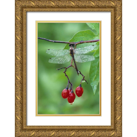 Dragonfly on Branch Gold Ornate Wood Framed Art Print with Double Matting by Rotenberg, Nancy