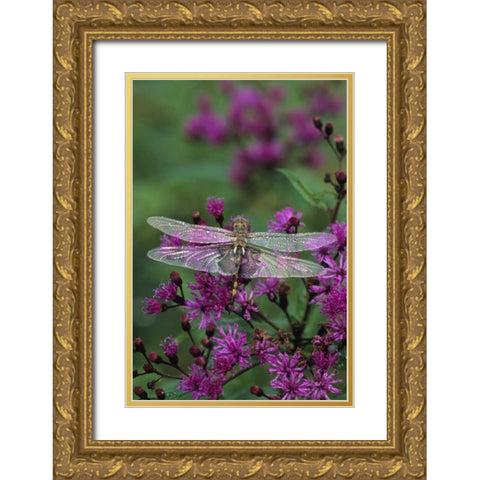 Dragonfly on Joe-Pye weed Gold Ornate Wood Framed Art Print with Double Matting by Rotenberg, Nancy