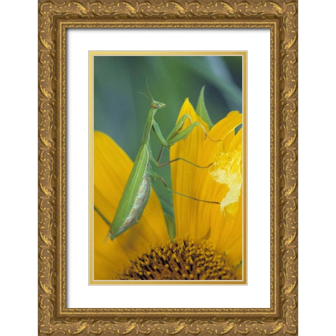 Female praying mantis with egg sac on sunflower Gold Ornate Wood Framed Art Print with Double Matting by Rotenberg, Nancy