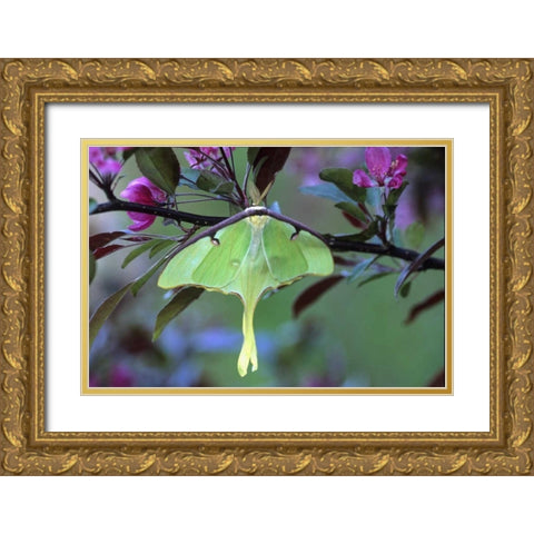 Luna Moth on Cherry Tree in Spring Gold Ornate Wood Framed Art Print with Double Matting by Rotenberg, Nancy