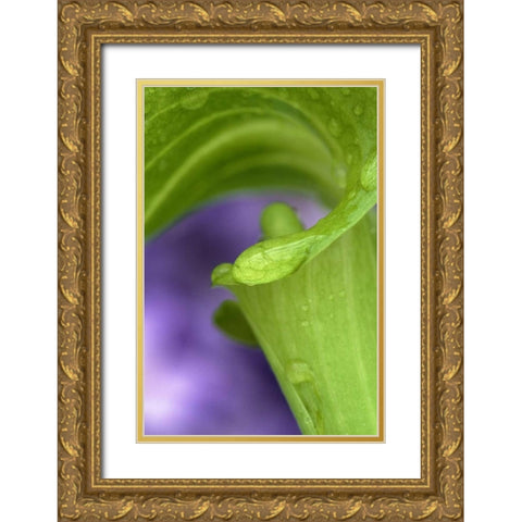 Of Jack-in-the-Pulpit with violet background Gold Ornate Wood Framed Art Print with Double Matting by Rotenberg, Nancy