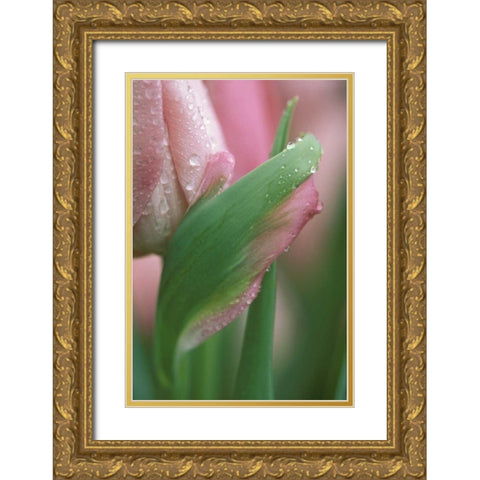 Pink tulip close-up, in garden Gold Ornate Wood Framed Art Print with Double Matting by Rotenberg, Nancy