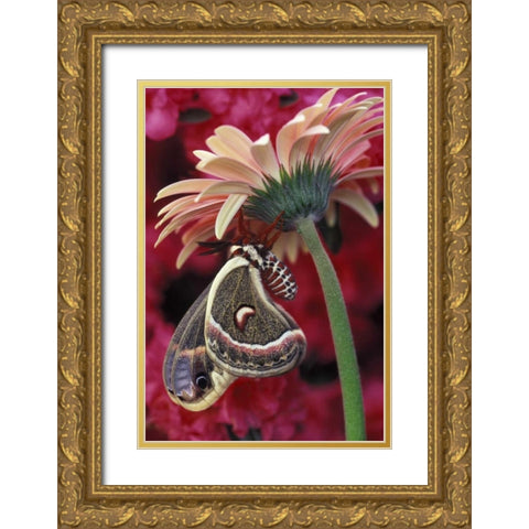 Cecropia on gerbera, pink azalea background Gold Ornate Wood Framed Art Print with Double Matting by Rotenberg, Nancy