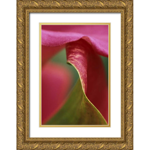 Pink calla lily, close-up Gold Ornate Wood Framed Art Print with Double Matting by Rotenberg, Nancy