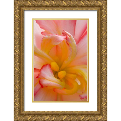 Begonia close-up pattern Gold Ornate Wood Framed Art Print with Double Matting by Rotenberg, Nancy