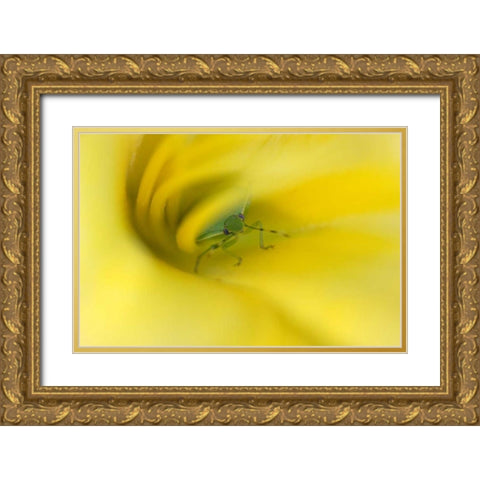 Shield Bug in Lily Gold Ornate Wood Framed Art Print with Double Matting by Rotenberg, Nancy