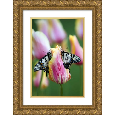 Swallowtail Butterflies on Tulip in the Morning Gold Ornate Wood Framed Art Print with Double Matting by Rotenberg, Nancy