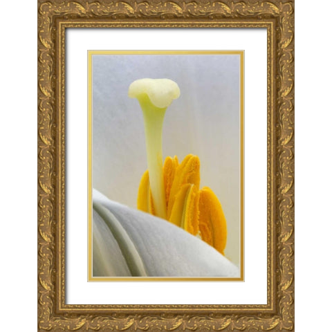 Lily stamen close-up Gold Ornate Wood Framed Art Print with Double Matting by Rotenberg, Nancy