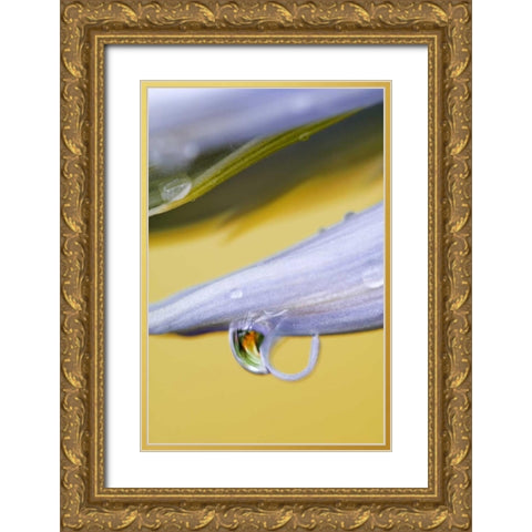 Flower petal with drop and reflection Gold Ornate Wood Framed Art Print with Double Matting by Rotenberg, Nancy