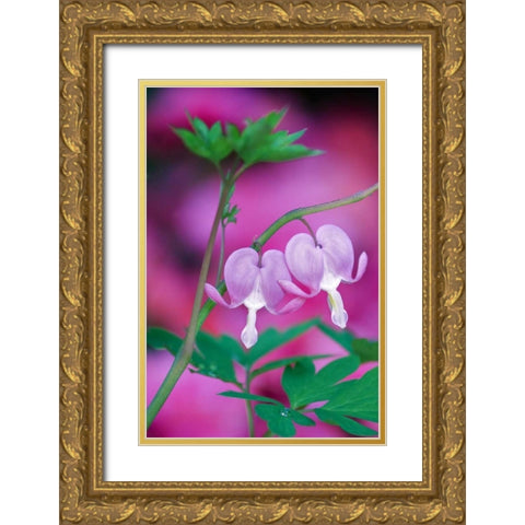 Bleeding Hearts Connecting In Garden Gold Ornate Wood Framed Art Print with Double Matting by Rotenberg, Nancy