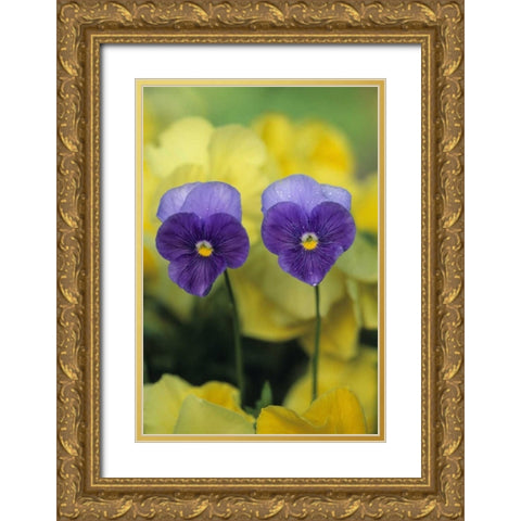 Two Pansy Faces in Garden Gold Ornate Wood Framed Art Print with Double Matting by Rotenberg, Nancy