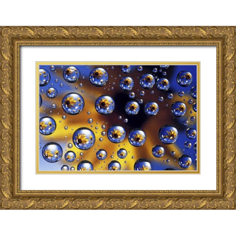 Arrowleaf balsamroot reflected in water drops Gold Ornate Wood Framed Art Print with Double Matting by Kirkland, Dennis