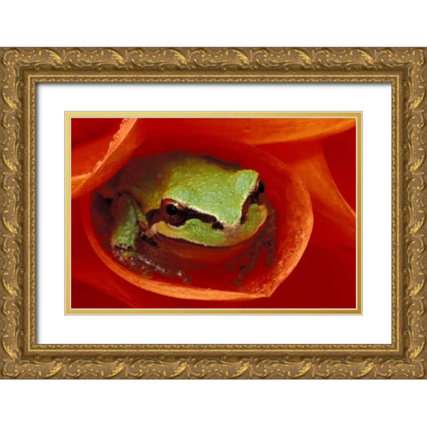 Pacific Chorus frog in dahlia Gold Ornate Wood Framed Art Print with Double Matting by Kirkland, Dennis