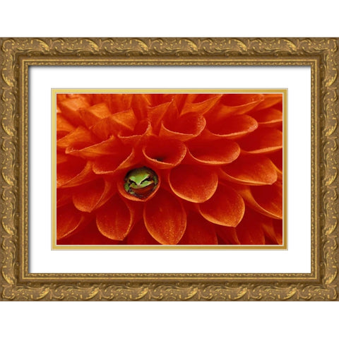 Pacific Chorus frog in dahlia Gold Ornate Wood Framed Art Print with Double Matting by Kirkland, Dennis