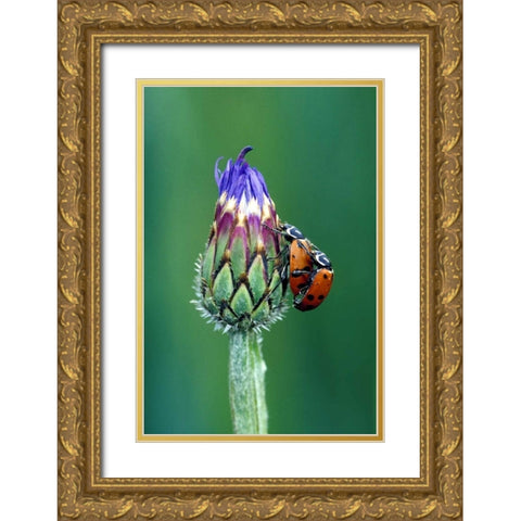 Close-up of mating ladybugs Gold Ornate Wood Framed Art Print with Double Matting by Kirkland, Dennis